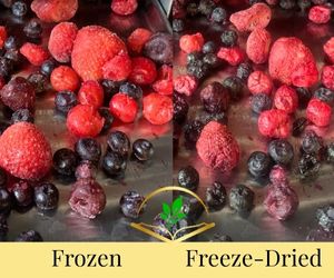 Mixed Berries Before and After Freeze-Drying